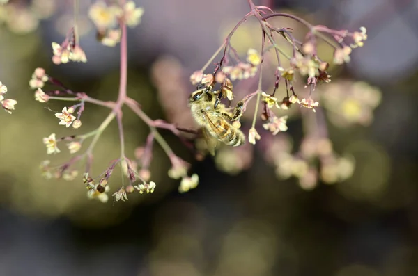 Бджола Сидить Квітці Збирає Пилок — стокове фото