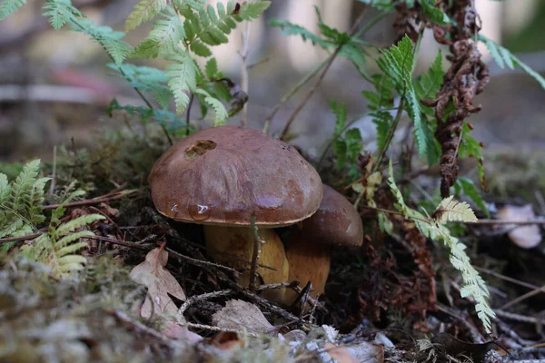 Beautiful Boletus Edulis Mushroom Amazing Green Moss — Φωτογραφία Αρχείου
