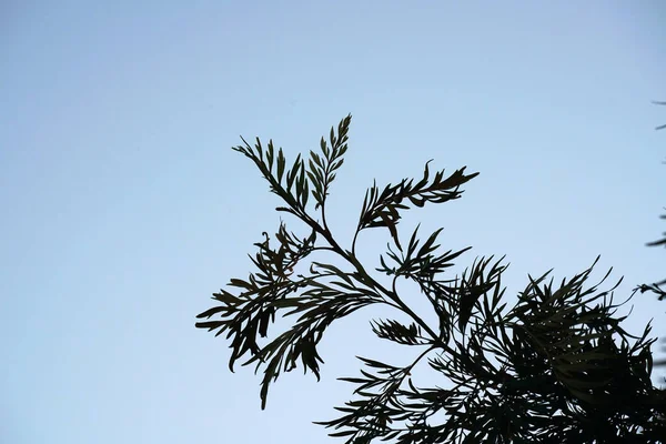 Niski Kąt Ujęcia Rosnących Roślin Pod Błękitnym Niebem — Zdjęcie stockowe