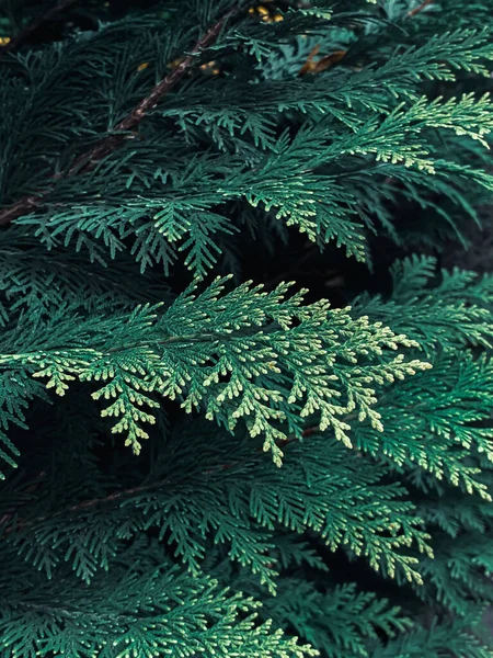Vertikal Närbild Skott Ljusa Gröna Grenar Ett Barrträd — Stockfoto
