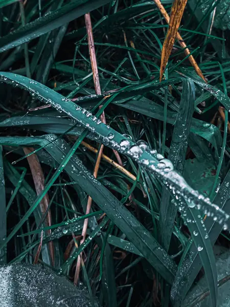 Ein Selektiver Fokusschuss Von Tau Und Nieselregen Auf Dem Blatt — Stockfoto