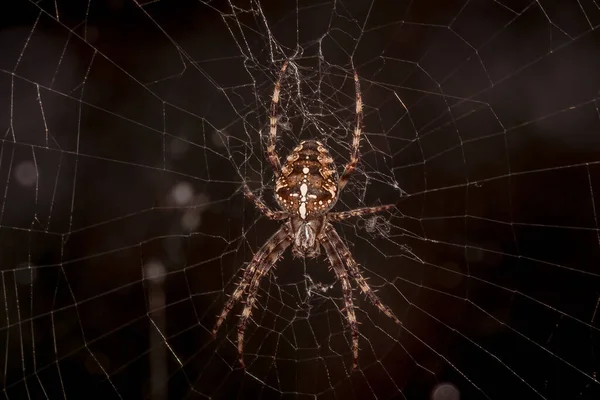 Uma Foto Macro Uma Aranha Jardim Araneus Diadematus Web — Fotografia de Stock