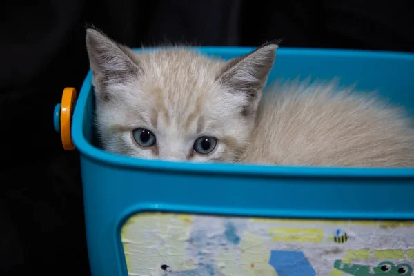 쓰레기 상자에서 귀여운 고양이의 선택적 — 스톡 사진