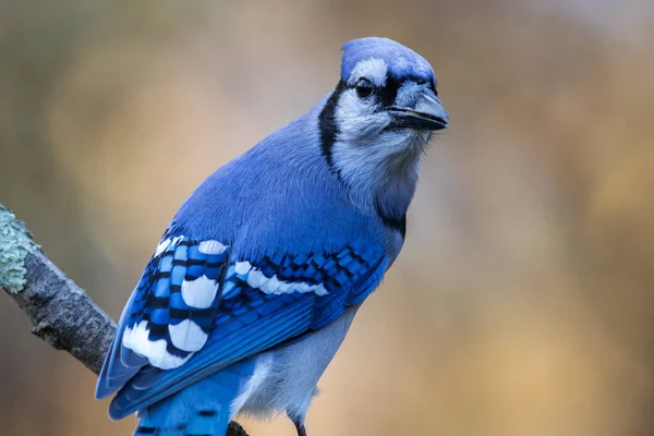 Closeup Shot Blue Jay Perched Branch Blurred Background — Stock Photo, Image
