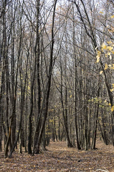 Tiro Vertical Troncos Árvores Finas Altas Uma Floresta Outono — Fotografia de Stock