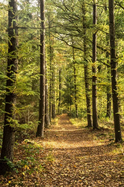 Malebná Pestrobarevná Lesní Cesta Kouzelném Podzimním Ránu Nizozemsku Jasnými Indickými — Stock fotografie