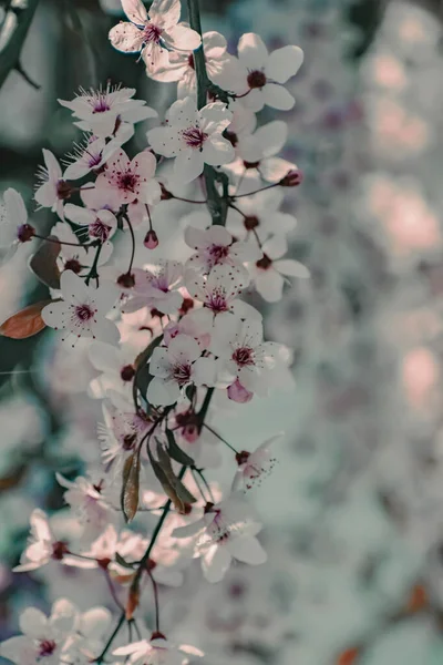 桜の枝の垂直選択的フォーカスショット — ストック写真