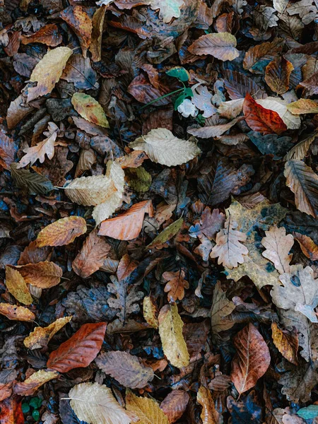 Eine Vertikale Nahaufnahme Von Getrockneten Herbstblättern Auf Dem Boden — Stockfoto