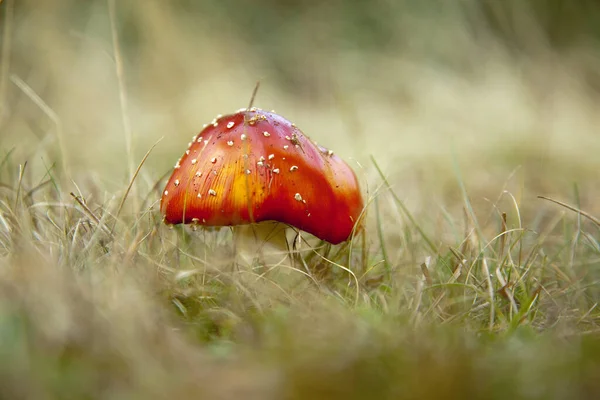 Detailní Záběr Mušky Agarické Houby Trávě — Stock fotografie