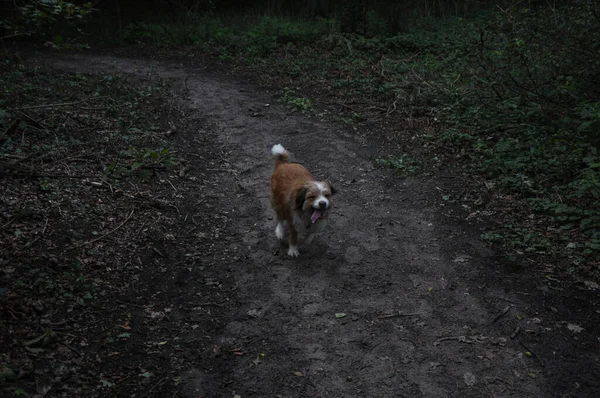 Cão Bonito Correndo Brincando Caminho Lamacento — Fotografia de Stock