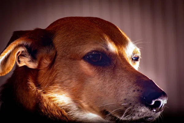 Egy Közeli Kép Egy Öreg Kutya Arcáról — Stock Fotó