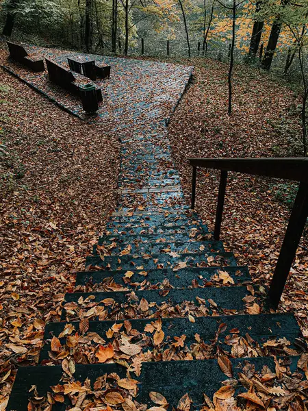 Plano Vertical Escaleras Negras Que Conducen Través Bosque Con Hojas —  Fotos de Stock