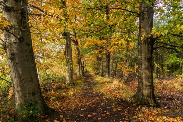 在荷兰一个迷人的秋日清晨 一条风景秀丽 五彩斑斓的森林小径上 有着灿烂的印度夏日色彩 — 图库照片