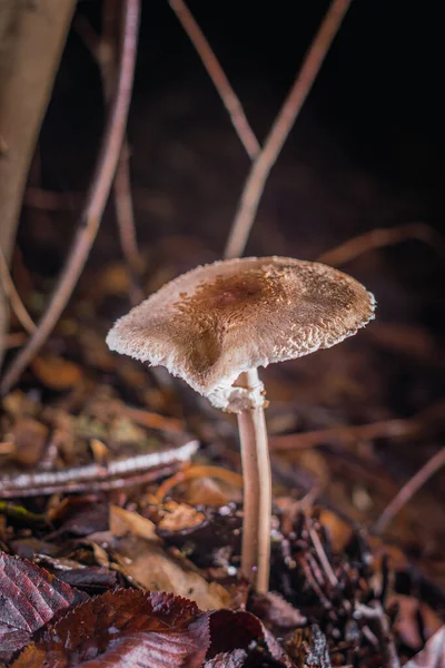 Eine Nahaufnahme Des Wachsenden Sonnenschirmpilzes Boden — Stockfoto