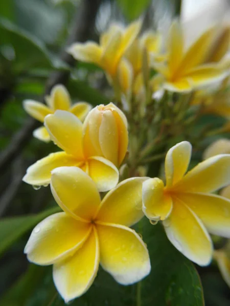 美しいフランジパニの花の垂直閉鎖ショット — ストック写真