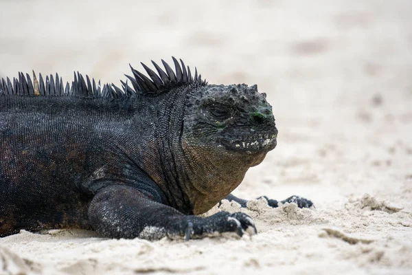 Close Uma Iguana Marinha Rastejando Areia — Fotografia de Stock