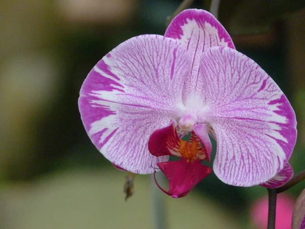 Zbliżenie Ujęcie Kwitnących Orchidei Kwiaty Zieleni — Zdjęcie stockowe