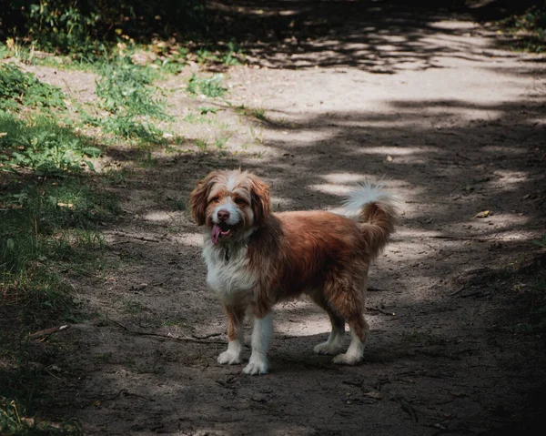 Lindo Perrito Paseando Juguetonamente Campo —  Fotos de Stock