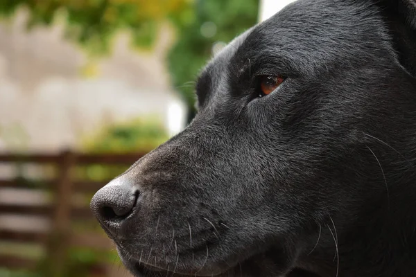 Primer Plano Una Cara Labrador Negro — Foto de Stock