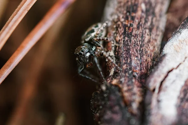 Tiro Close Uma Aranha Ramo — Fotografia de Stock