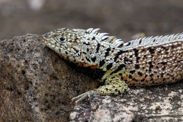 Plan Rapproché Lézard Mur Ibiza Sur Une Surface Rocheuse — Photo