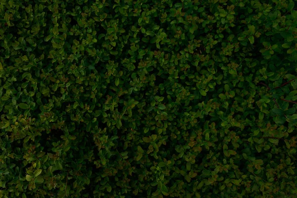 Крупный План Зеленых Листьев Растений Обоев Фона — стоковое фото