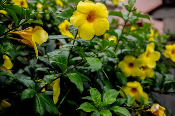 Крупним Планом Знімок Красивих Жовтих Квітів Аламанда Саду — стокове фото
