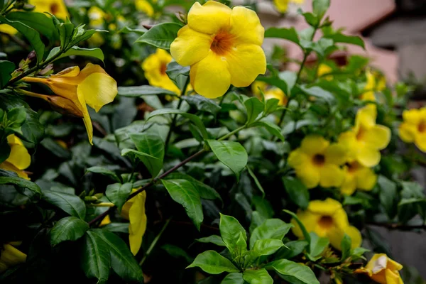 Primo Piano Bellissimi Fiori Allamanda Gialli Giardino — Foto Stock