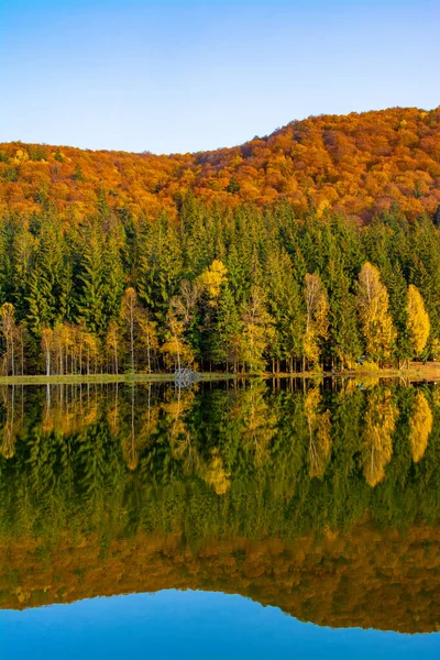 Een Verticaal Shot Van Herfstbomen Reflecterend Het Sfanta Ana Meer — Stockfoto