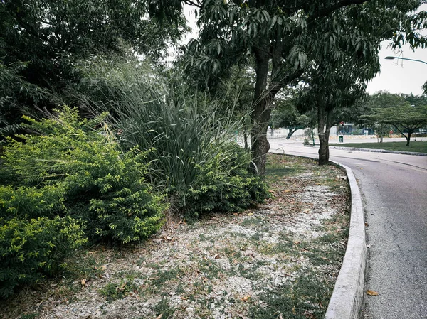 Närbild Asfalterad Väg Nära Stadspark — Stockfoto