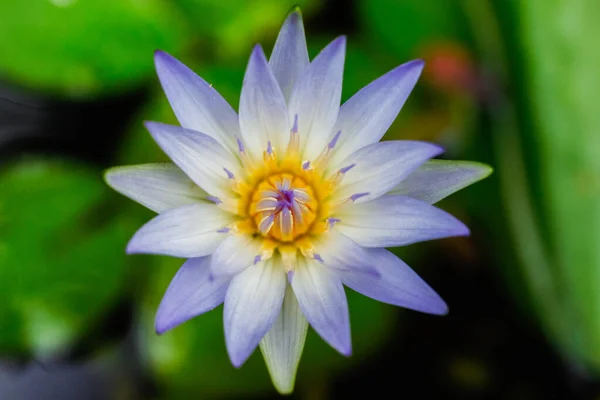 Tiro Foco Seletivo Uma Bela Flor Lírio Lótus Branco Totalmente — Fotografia de Stock