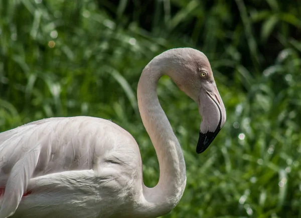 Gros Plan Flamant Rose Sur Fond Vert — Photo