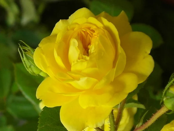 Primer Plano Una Hermosa Rosa Amarilla Rodeada Vegetación — Foto de Stock