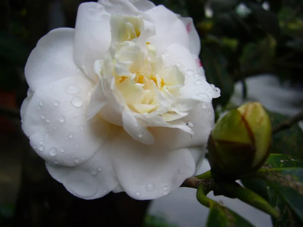 花瓣上有雨滴的白色茶花的特写 — 图库照片