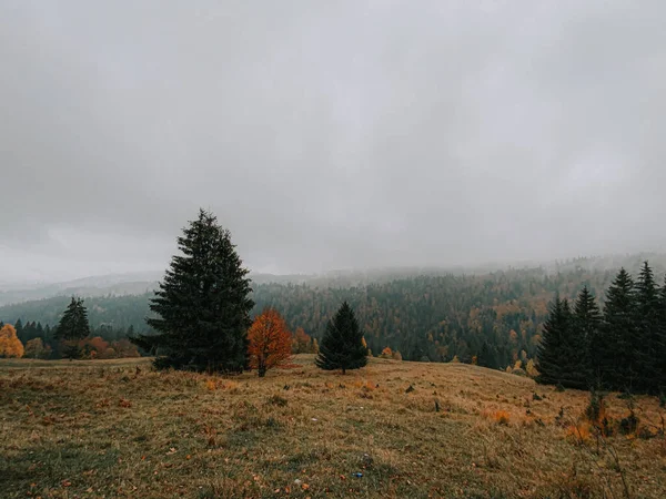 Schöne Herbstlandschaft Mit Bunten Bäumen Wald — Stockfoto