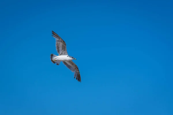 Low Angle Shot Seagull Flying Blue Sky — Stock Photo, Image