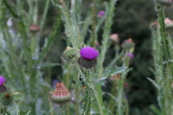 Close Uma Flor Cardo Roxo Jardim Urbano Durante Dia — Fotografia de Stock