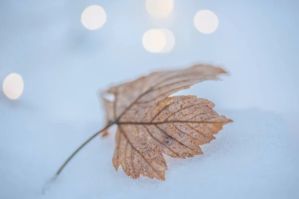 Tiro Close Folha Outono Durante Inverno Com Fundo Bokeh — Fotografia de Stock