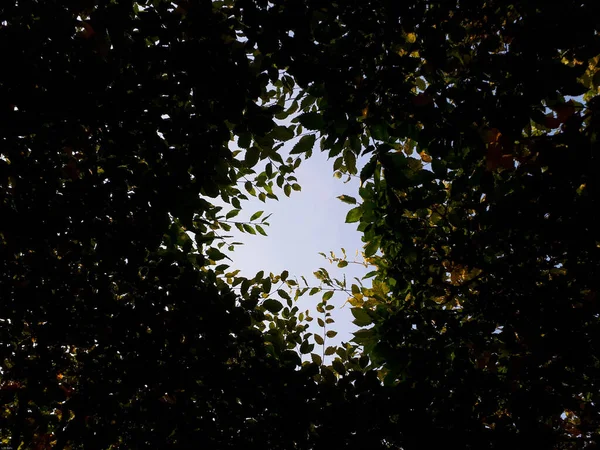 Plano Ángulo Bajo Del Cielo Través Hueco Hojas Árbol — Foto de Stock