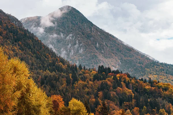 Een Dichtbij Shot Van Een Herfst Woud Bergen — Stockfoto