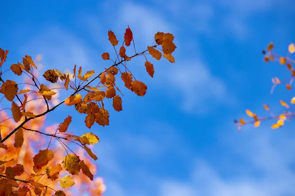 Zbliżenie Ujęcie Gałęzi Drzewa Złotymi Liśćmi Przeciw Błękitnym Czystym Niebem — Zdjęcie stockowe