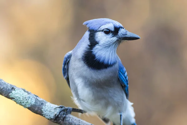 Closeup Shot Blue Jay Perched Branch Blurred Background — Stock Photo, Image