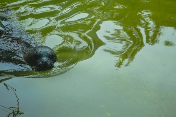 Közeli Kép Egy Aranyos Fóka Úszik Vízben Állatkertben — Stock Fotó