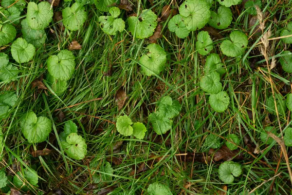 Een Top Uitzicht Van Helder Groene Kleine Loof Gras Groeiend — Stockfoto