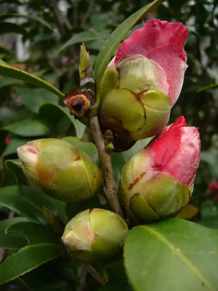 Primo Piano Bocciolo Fiori Camelia Japonica — Foto Stock