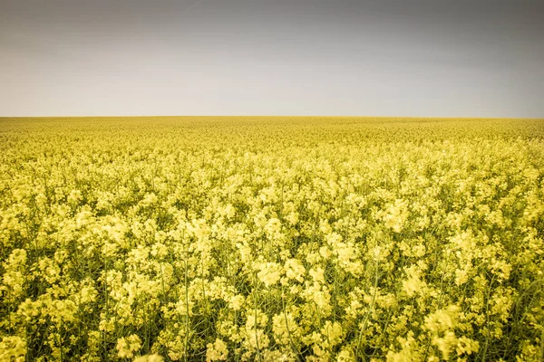 Красивый Луг Желтыми Цветами — стоковое фото
