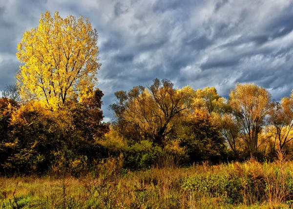 Krajobraz Autumn Drzew Polu Pod Zachmurzonym Niebem — Zdjęcie stockowe