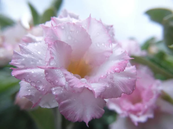 Close Seup Focus Shot Beautiful Pink Flower — стоковое фото