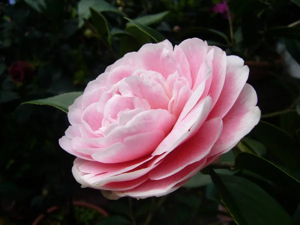 緑に囲まれた美しいピンクの椿の花の選択的フォーカスショット — ストック写真