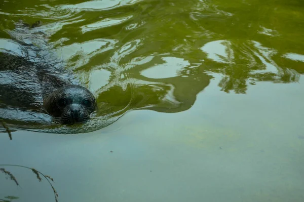 Zbliżenie Uroczej Foki Pływającej Wodzie Zoo — Zdjęcie stockowe